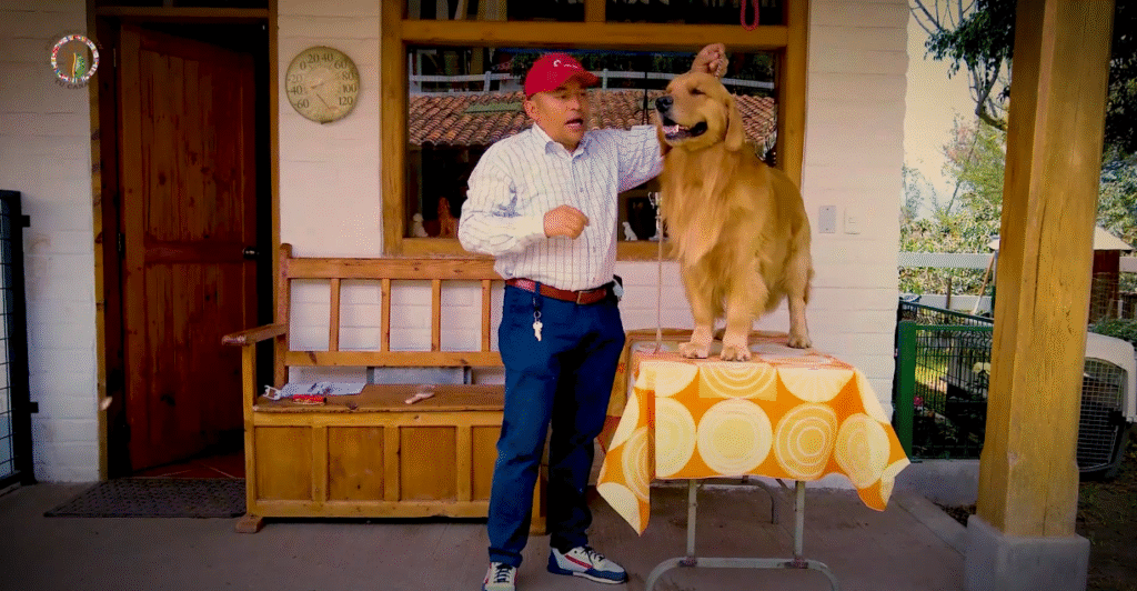 Cómo Manejar con Seguridad a Perros Grandes en la Mesa de Grooming