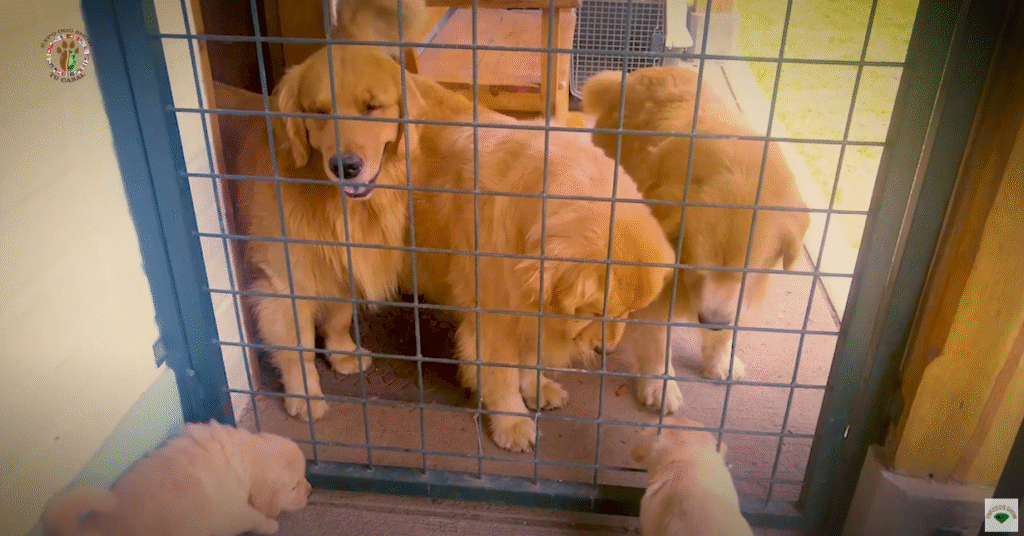 Imprinting de manada Iniciación